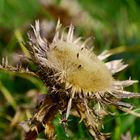 Silberdistel