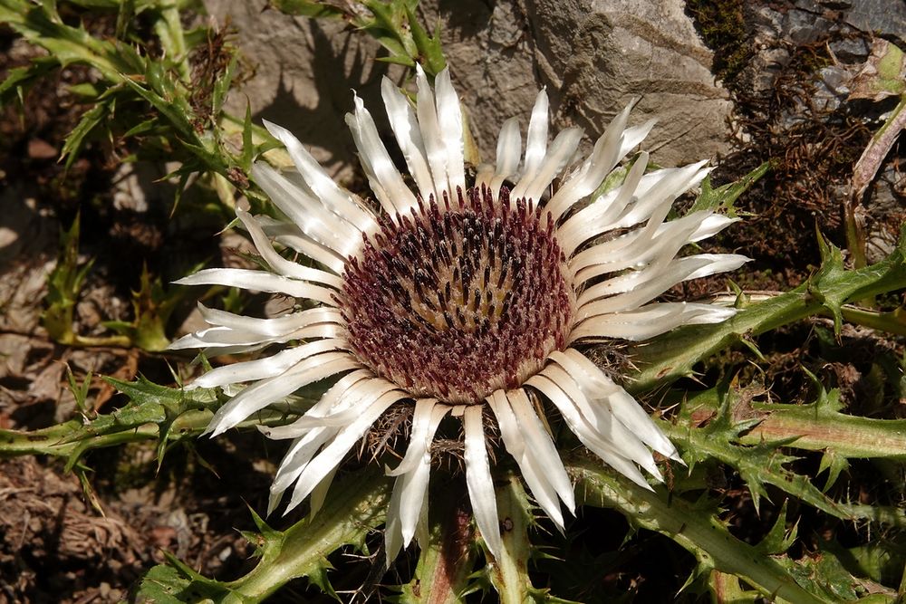 Silberdistel