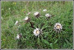 Silberdistel