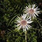 Silberdistel