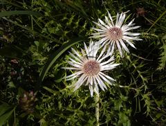 Silberdistel