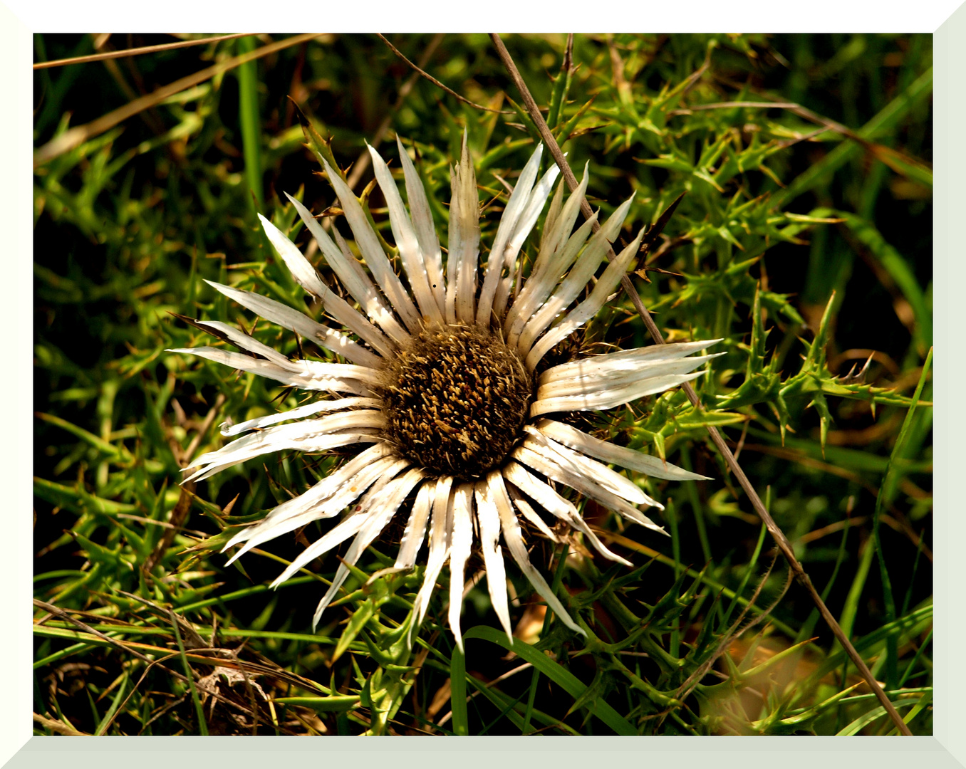 Silberdistel