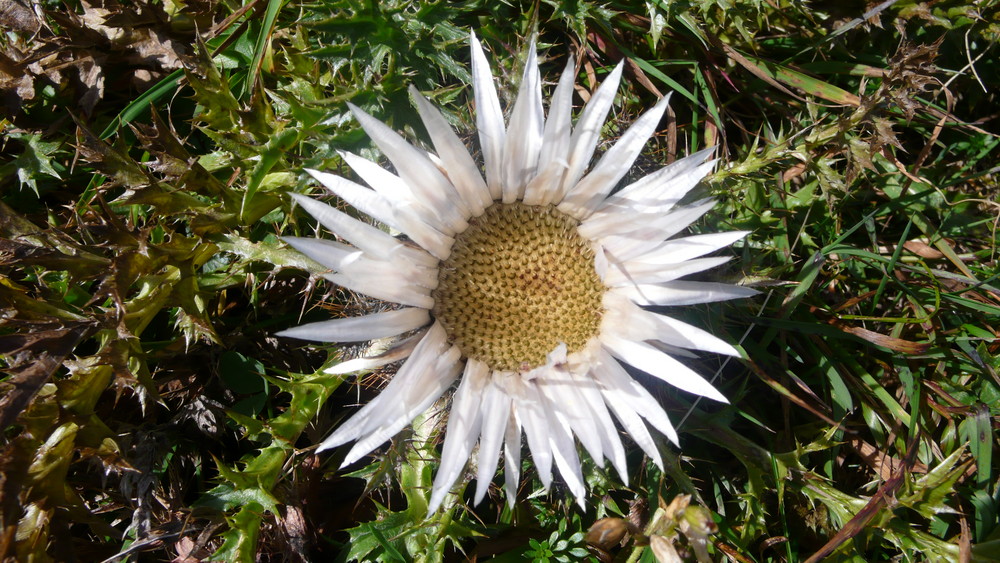 Silberdistel