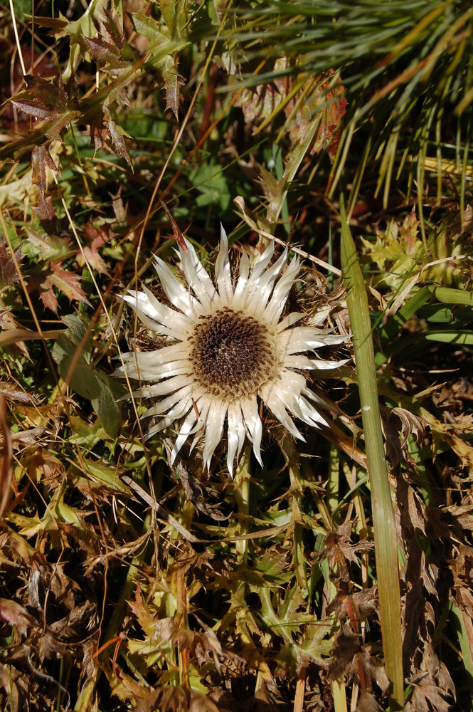 Silberdistel