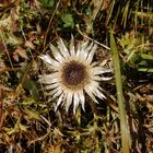 Silberdistel