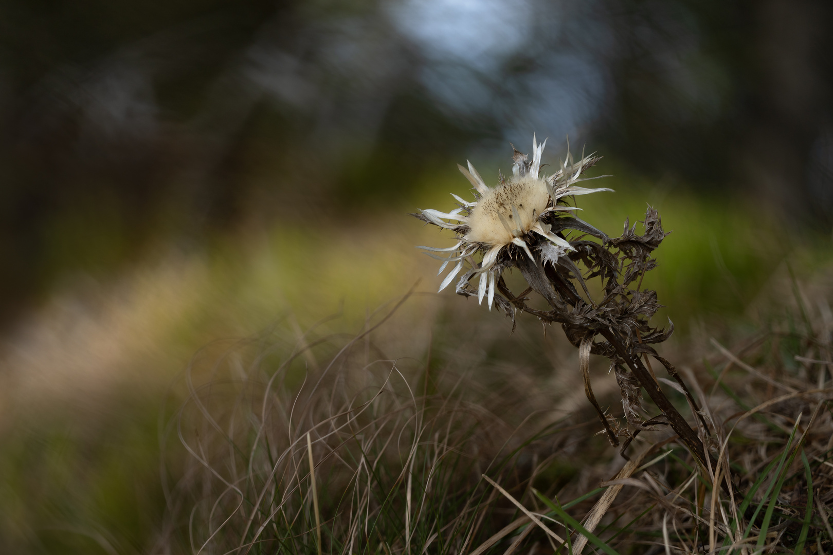 Silberdistel...