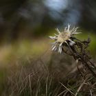 Silberdistel...