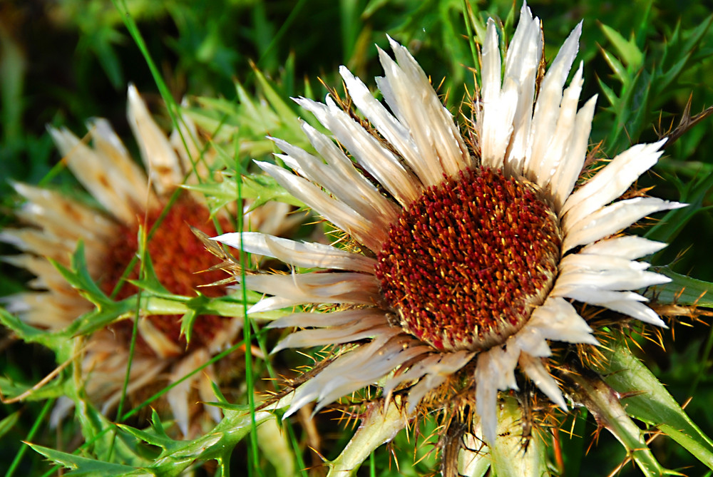 Silberdistel