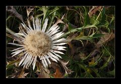 Silberdistel