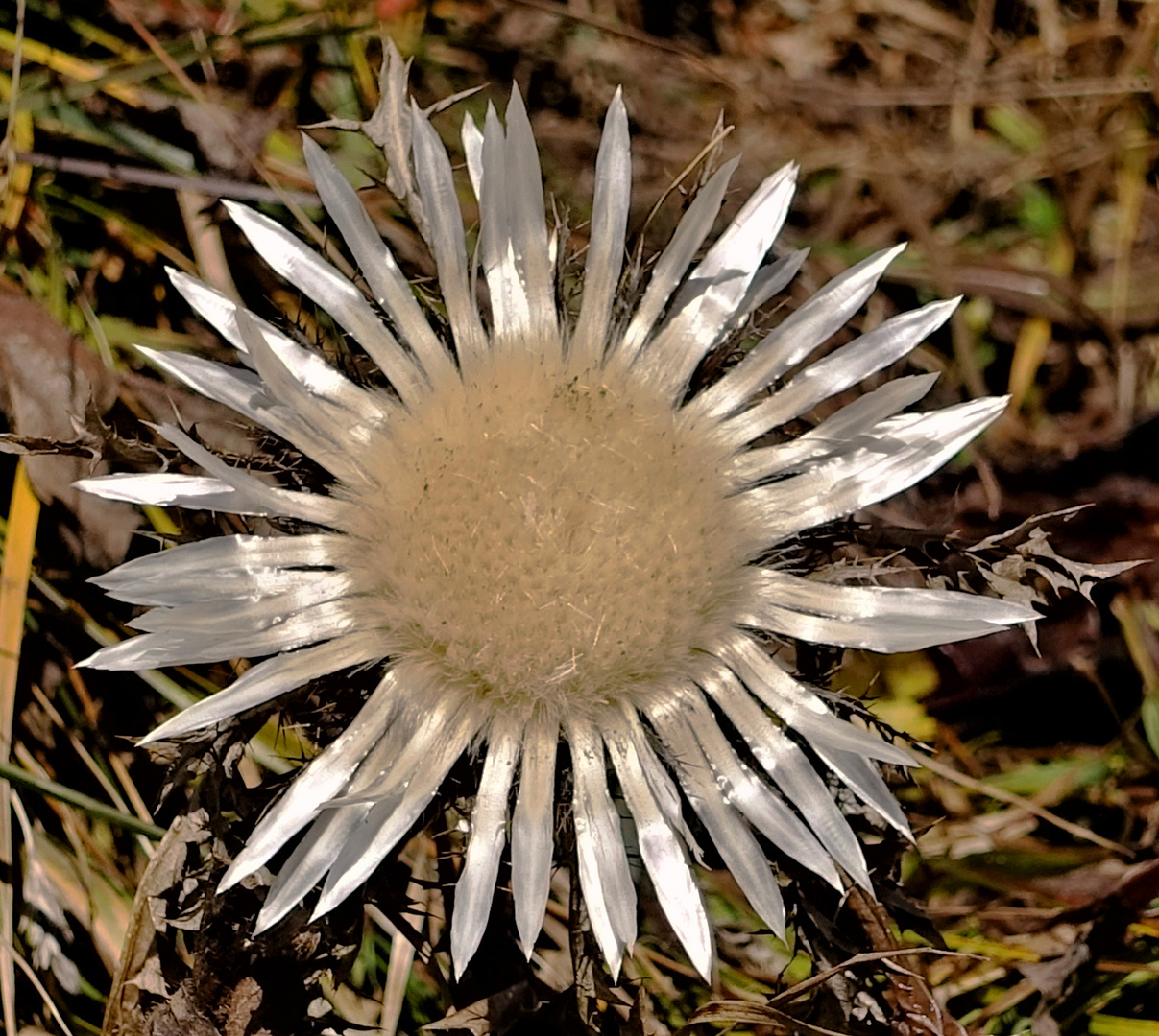 Silberdistel