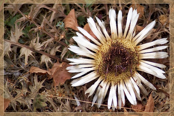 Silberdistel #2