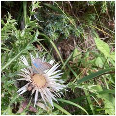 Silberdistel