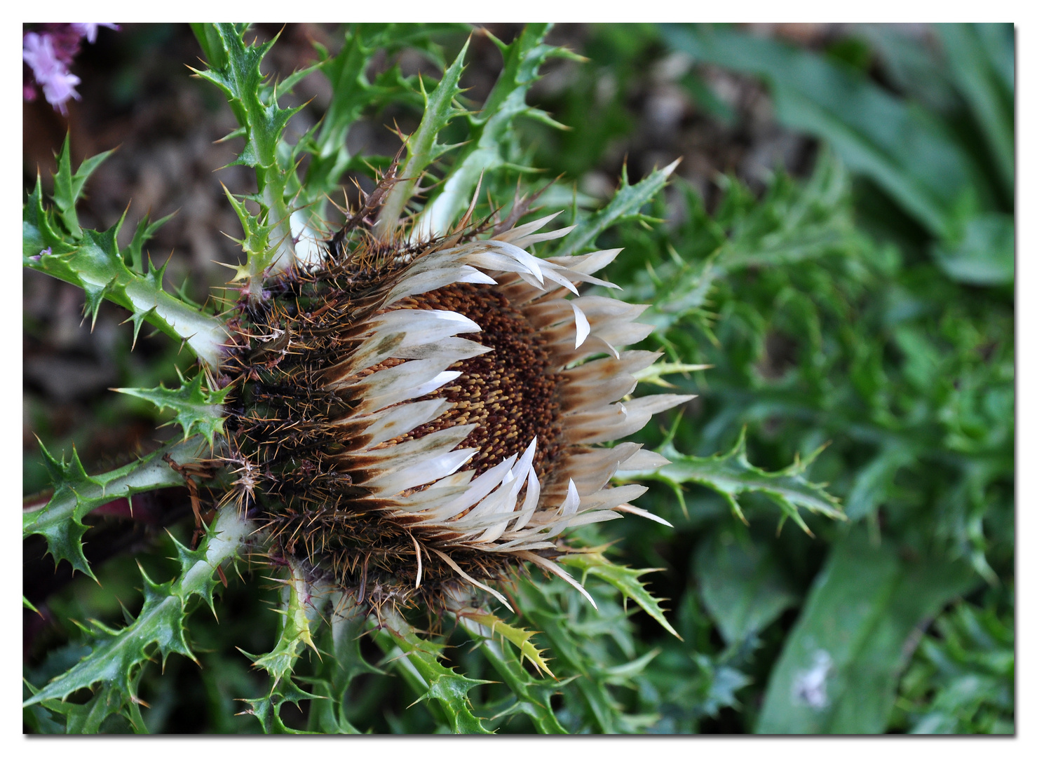 Silberdistel