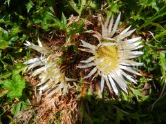 Silberdistel