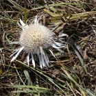 Silberdistel