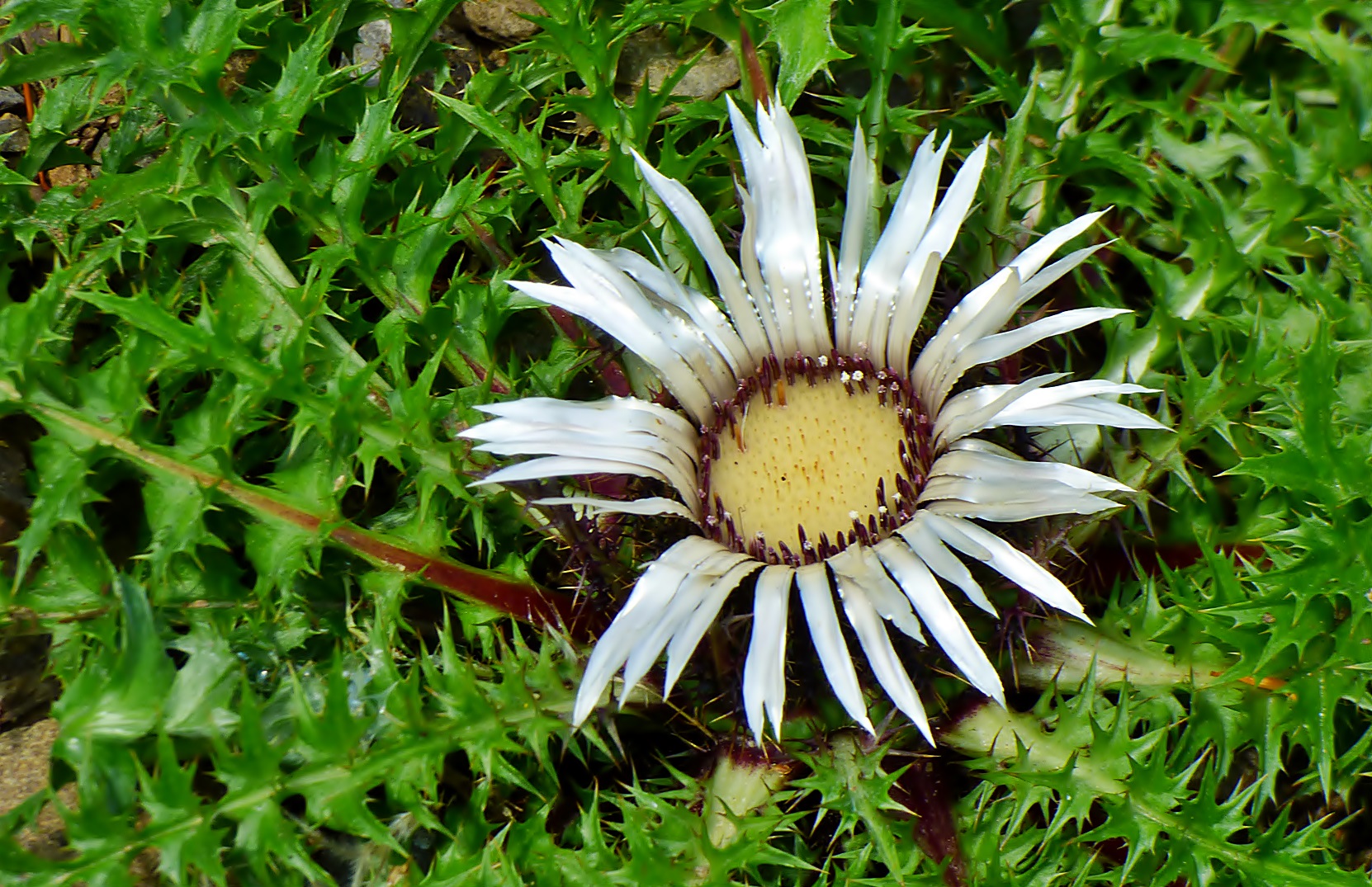 Silberdistel . . .