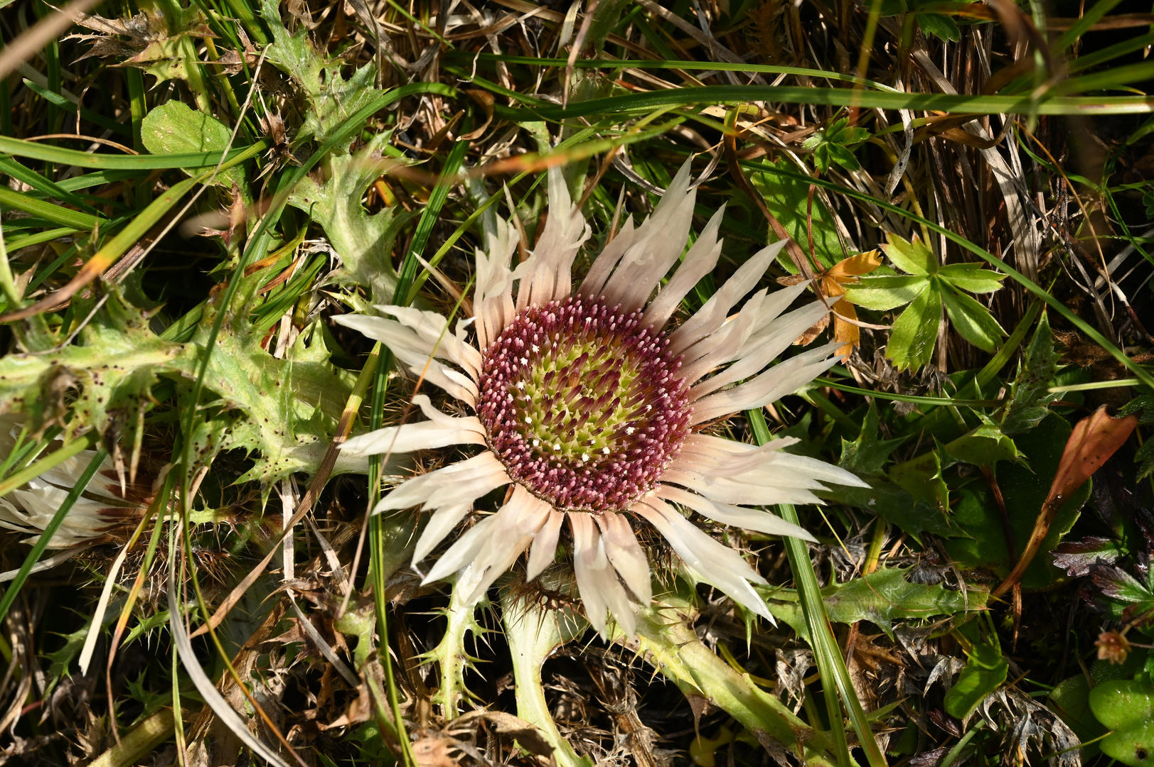 Silberdistel