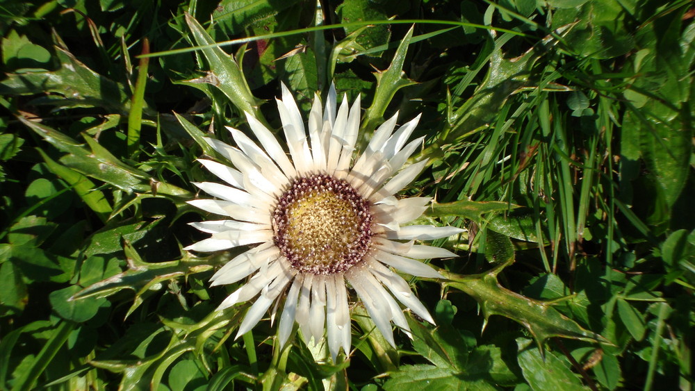 Silberdistel