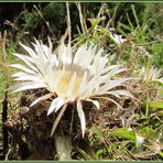 Silberdistel