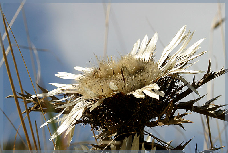 Silberdistel