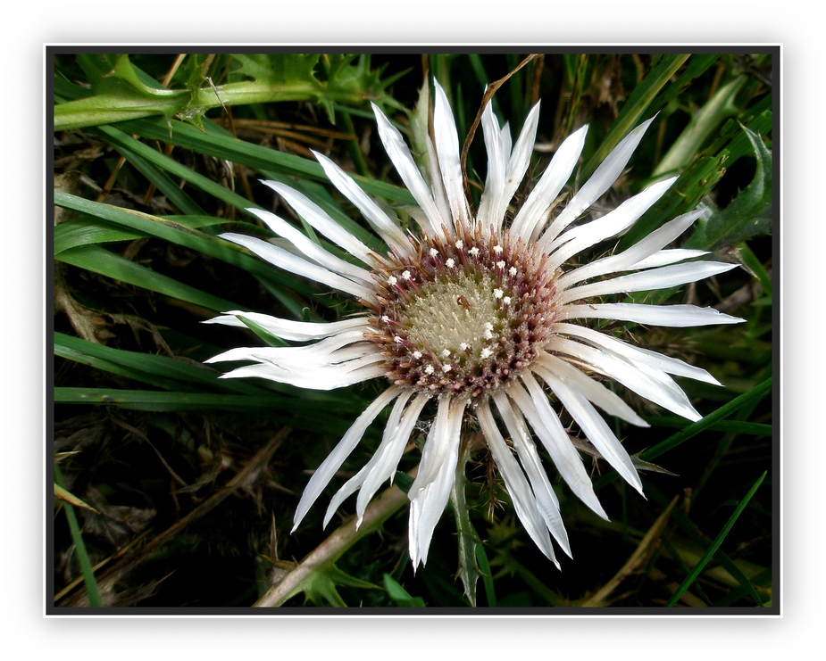 Silberdistel