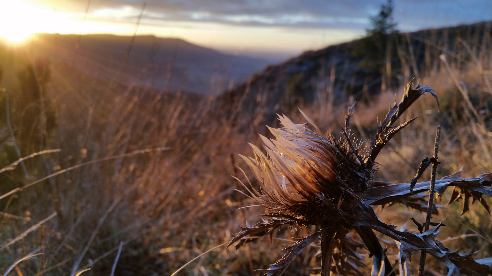 Silberdistel