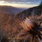 Silberdistel