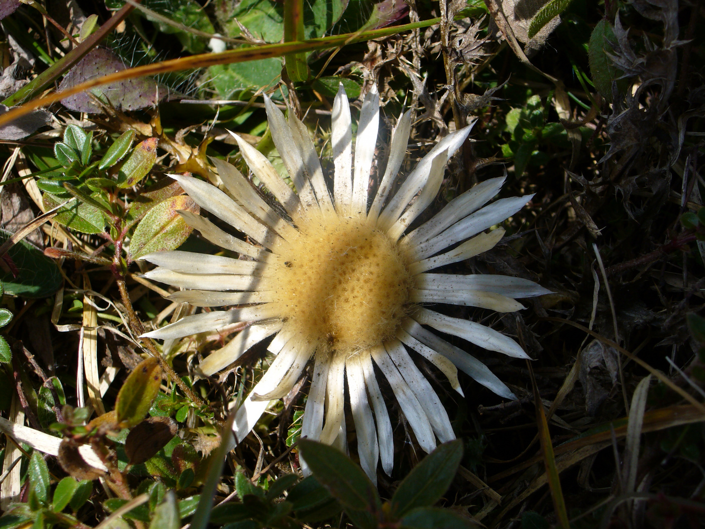 Silberdistel