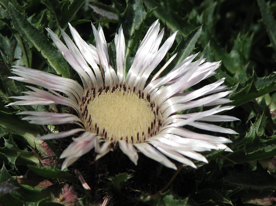 Silberdistel