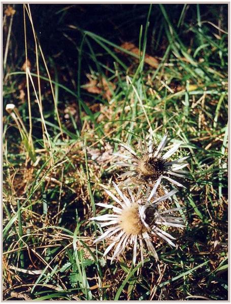 Silberdistel