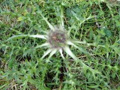 Silberdistel