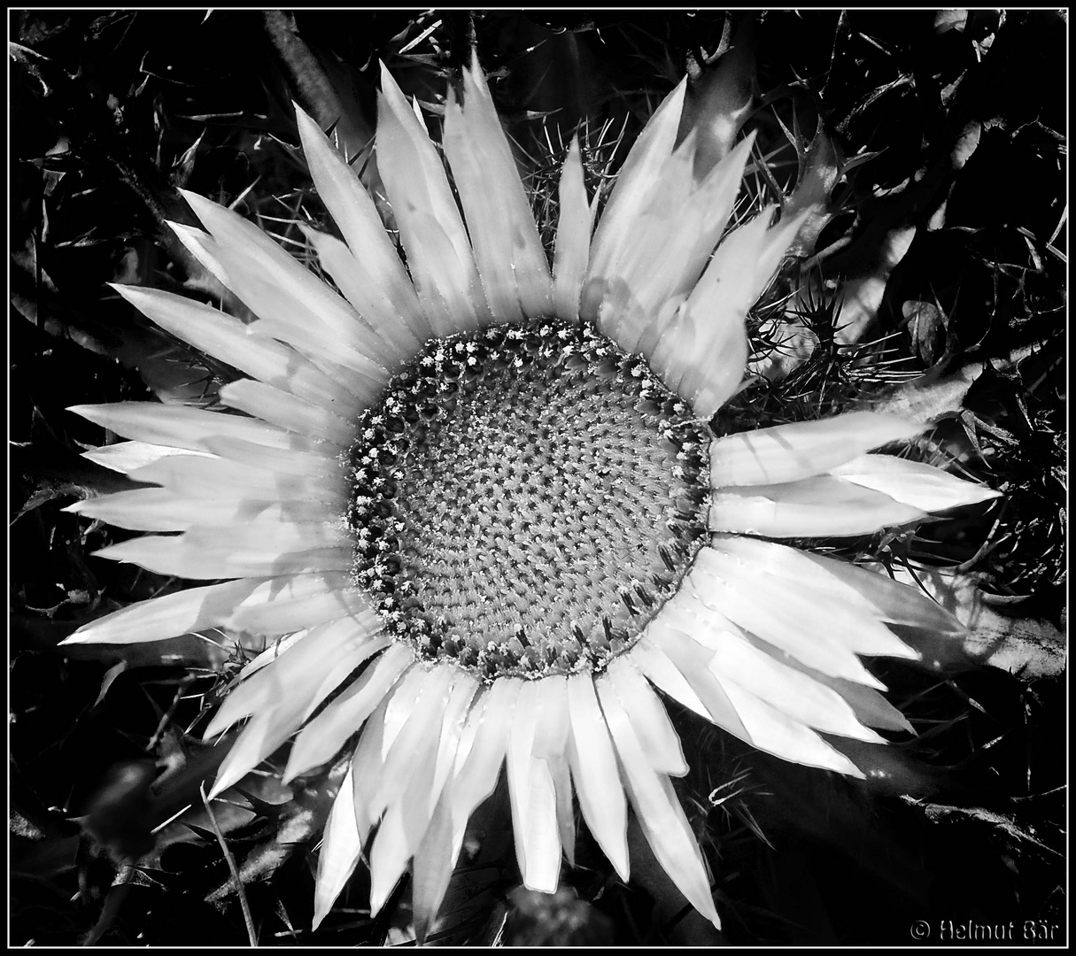 Silberdistel