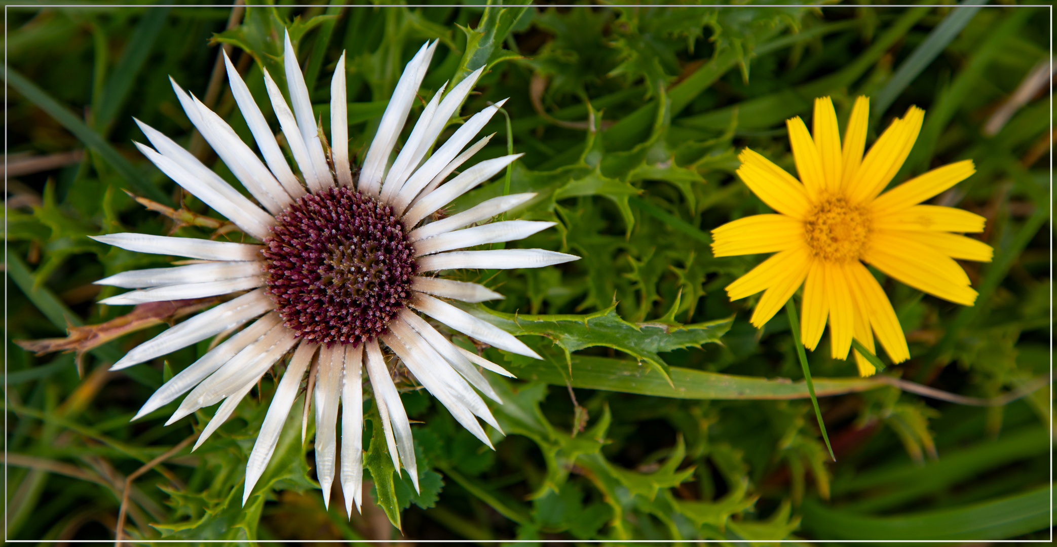 Silberdistel