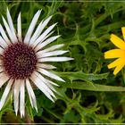 Silberdistel