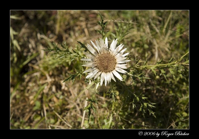 Silberdistel