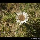 Silberdistel