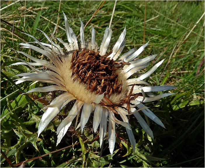 Silberdistel