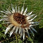 Silberdistel