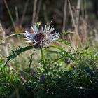 Silberdistel