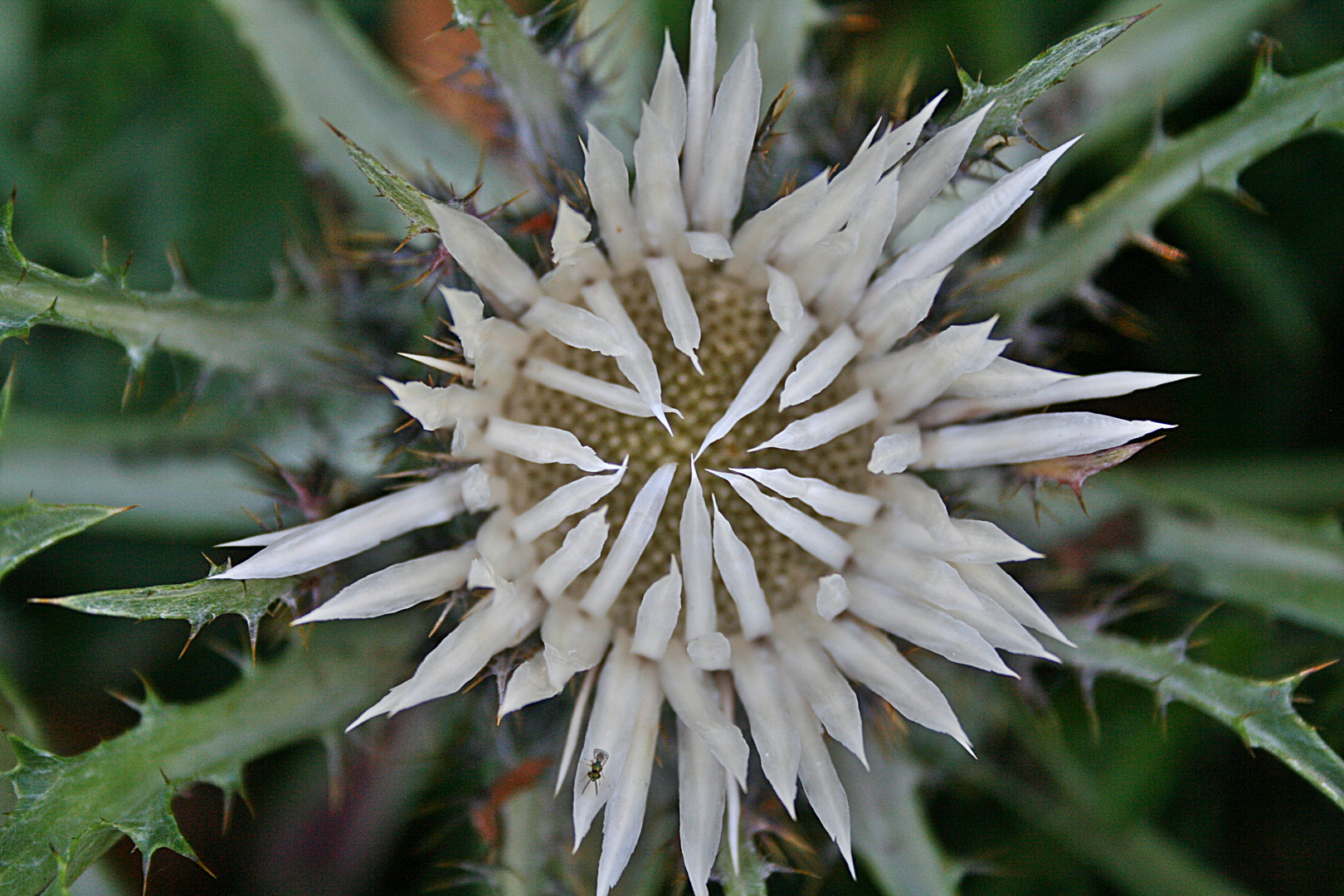 Silberdistel