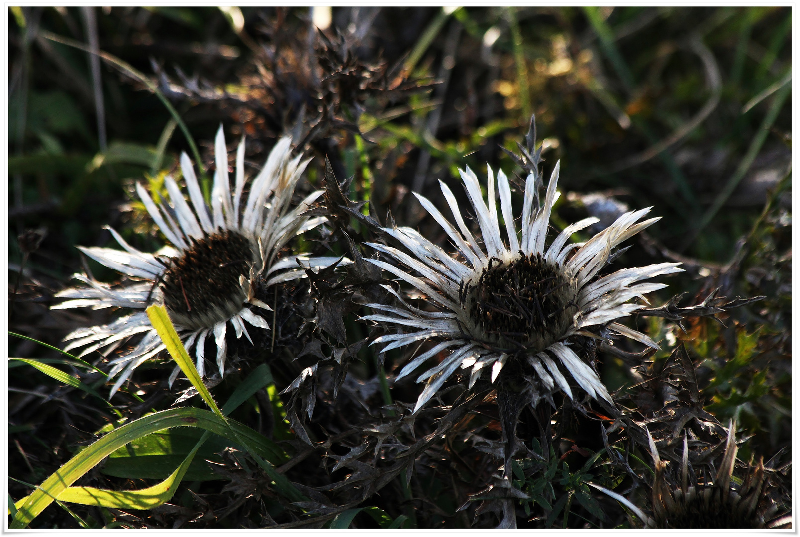 Silberdistel