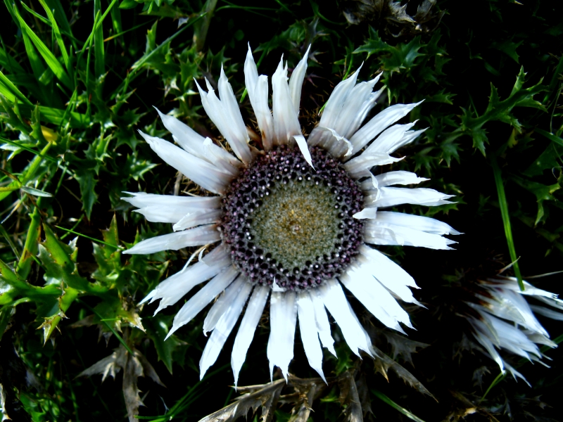 Silberdistel