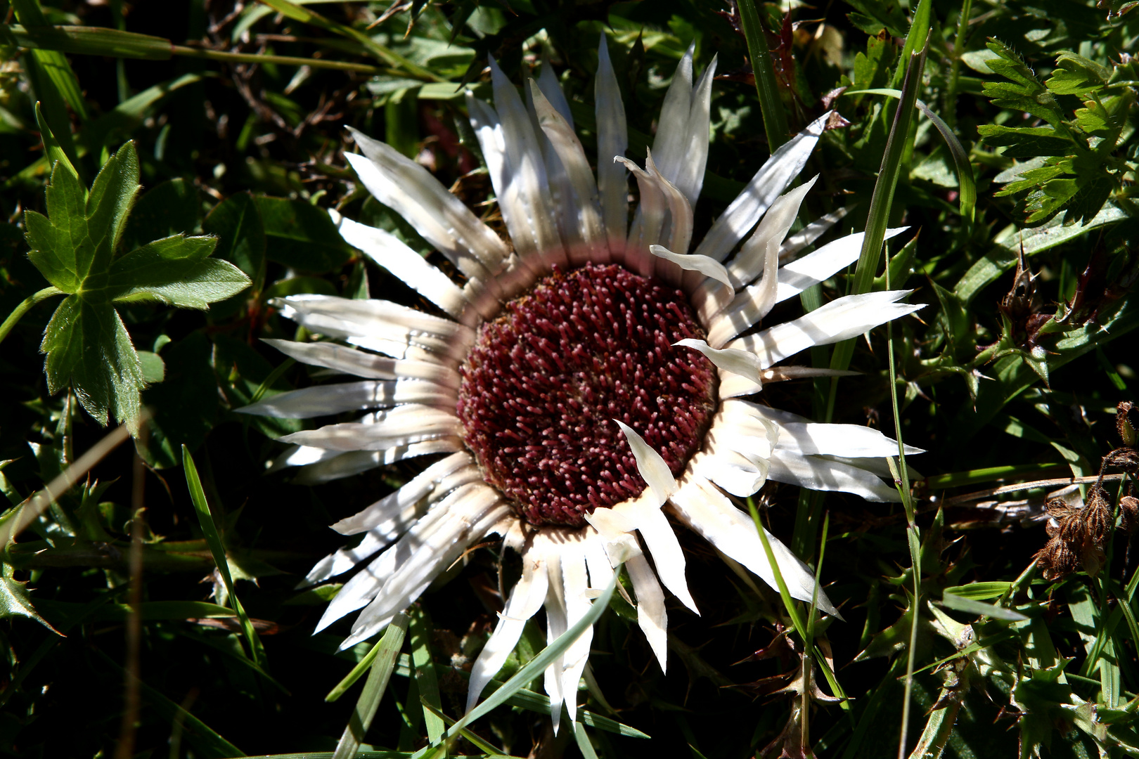 Silberdistel