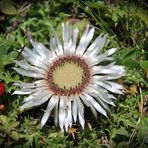 Silberdistel