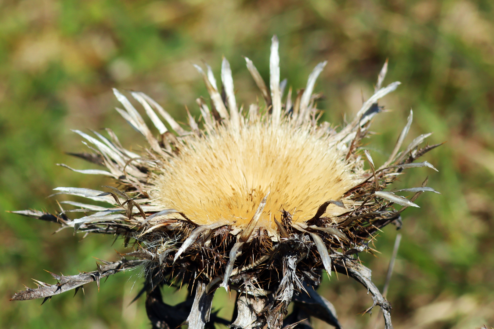 Silberdistel