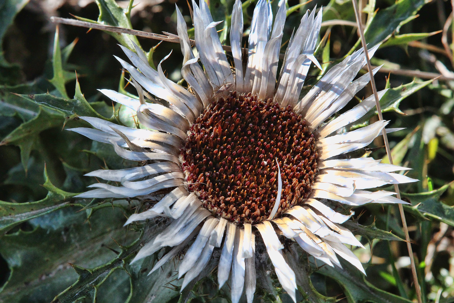 Silberdistel