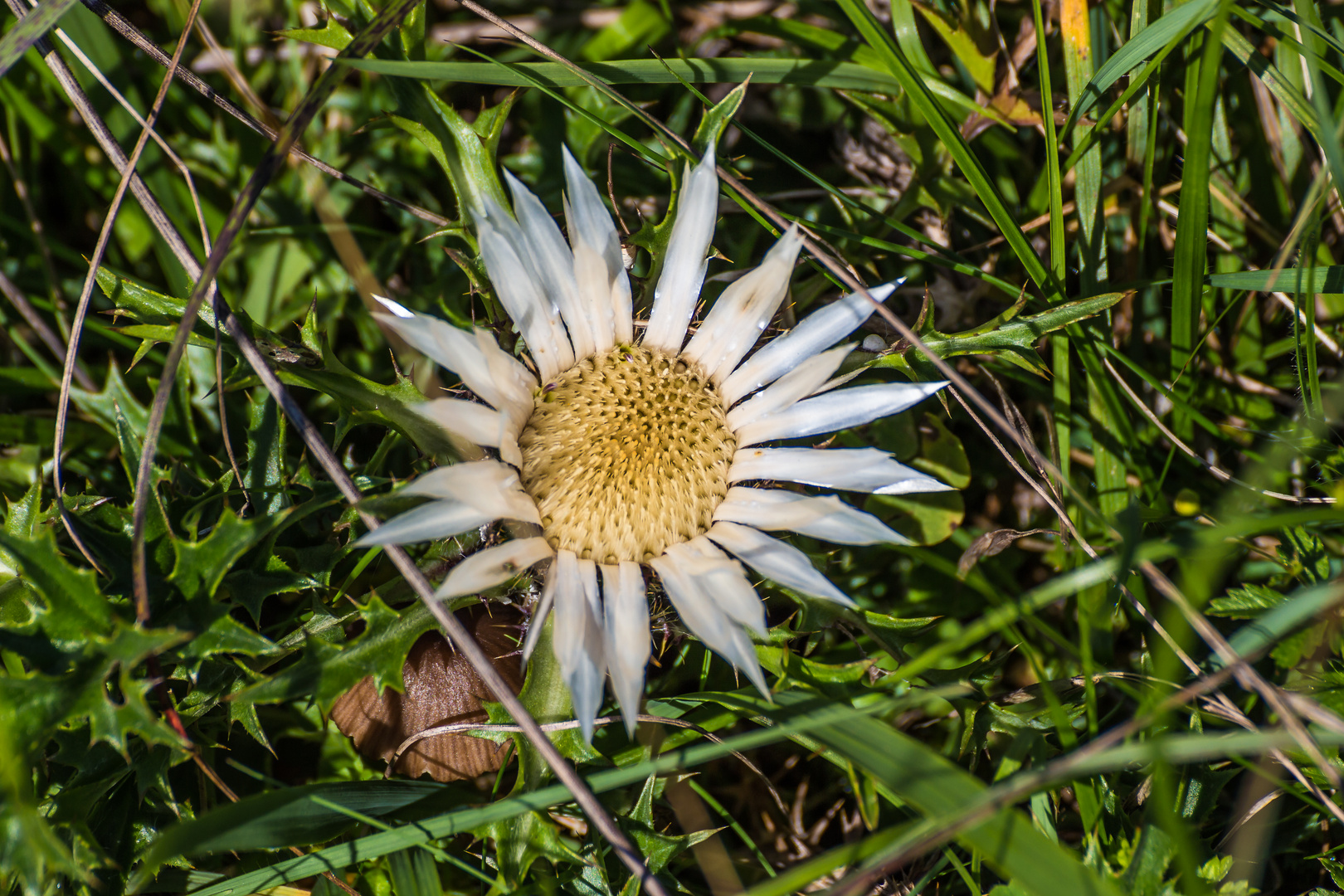 Silberdistel