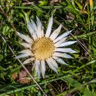 Silberdistel