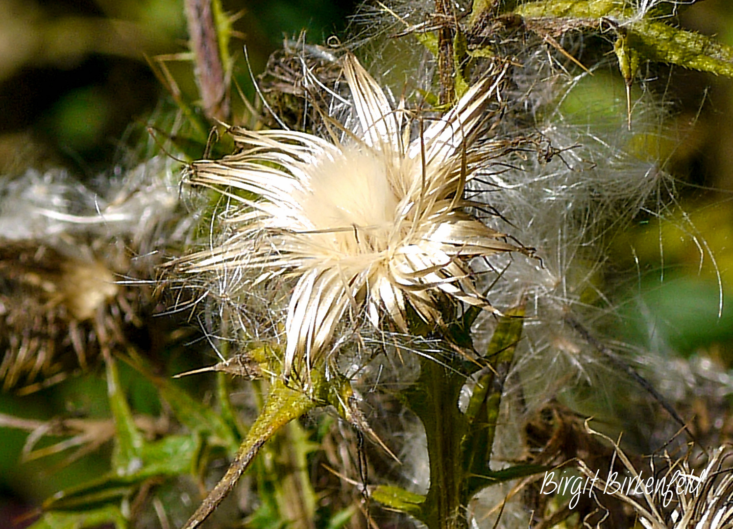 Silberdistel