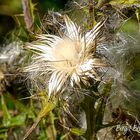 Silberdistel